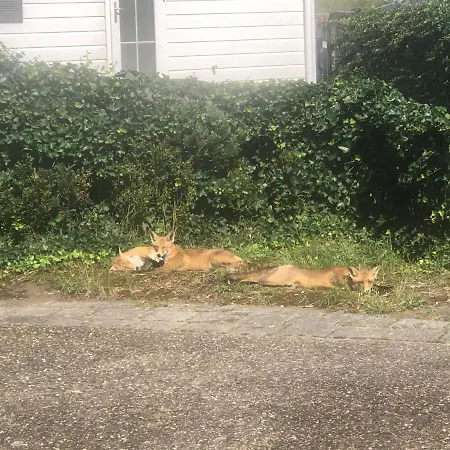 Luxe Op Duindoorn, Aan Zee, In De Buurt F1 Circuit Zandvoort En Bloemendaal Op Loopafstand